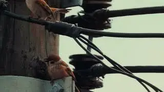 Tree sparrow new year2026