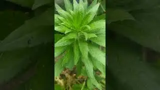 Green grass nature