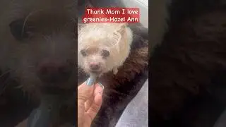 I love Greenies -Hazel Ann #dogsofyoutube #seniordog #greeniesdogtreat