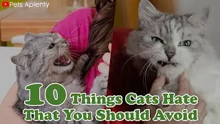 10 Things CATS HATE That You Should Avoid | Cat Facts | Smells Cats Hate