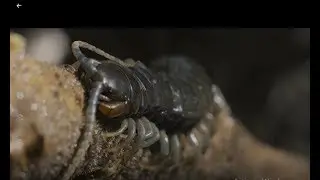 Giant African Centipede vs Human !