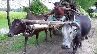 Buffalo Cart Heavy Load Jute Ride Mud Street || Cow Cart mud Ride || Buffalo Cart Videos