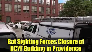 Bat Sighting Forces Closure of DCYF Building in Providence | Remote Work Update