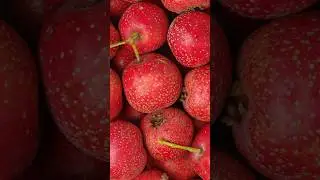 Hawthorn Berries: Nature&rsquo;s Heart-Healthy Superfood #shorts #hawthorn #berries @Plants-World