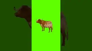 ||cow sound short video||#cow #Short #greenscreenvideo #greenanimation