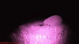 hog watch 2022-06-28