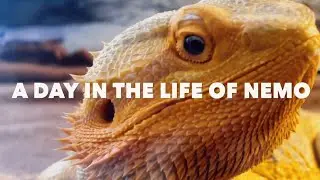A DAY IN THE LIFE OF MY BEARDED DRAGON NEMO