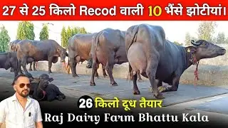 26 से 25 किलो दूध तैयार कि झोंटीया। Raj Dairy farm Bathu kala. Fatehabad.