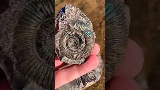 Rare iridescent Ammonite 😯