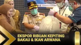 Ribuan Kepiting Bakau & Ikan Arwana Kalsel Diekspor ke Cina & Singapura