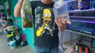 COMPRANDO PECES POR 150$ EN EL MERCADO DE PECES MORELOS