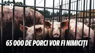 65.000 de porci sunt nimiciți. Despăgubiri uriașe la cea mai mare fermă din Moldova