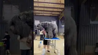 Am I too big? #bouvierdesflandres #shorts #dog #funny #brave doglover #bouvier #bigdog #dogshorts