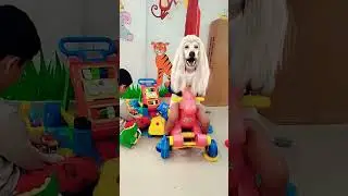 #Lakdi ki kati pe 🐴🐴🐴#shortsfeed 🤣🤣🤣#shortvideos 🐴🐴🐴#trending #youtudeshrts #shortsviral #viralvideo