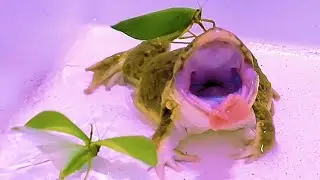 Wow!! Asian Bullfrog Eats Big Green Grasshopper! Warning Live Feeding