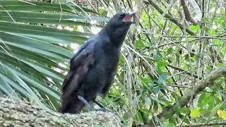 American Crows Calling