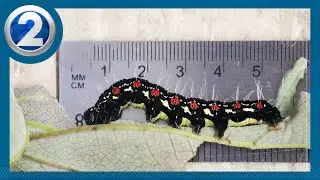 Community helps to capture invasive caterpillar on Kauaʻi