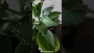 Bryophyllum pinnatum || Leaf Propagation || Kalanchoe pinnata #plantscience4u