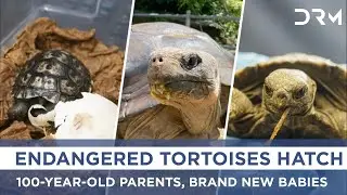 First-Ever Galapagos Tortoise Hatchlings at Zoo in 150 Years | AO1G