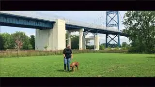 Dog Training: 1 year old Rhodesian Ridgeback- Before/After Two Week Board and Train