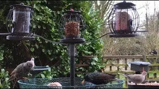 Bird Table UK Shropshire Live Stream 359