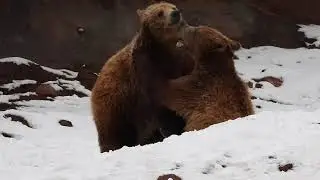 Two Grizzly Bear Cubs Play in Kinder Bear Habitat @ Bearizona (Williams, AZ)