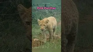 Do Pink Panther Exist?