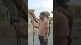 لسبیلہ کے اونٹ