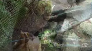Sloth Springs into Action