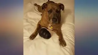 KONG - Extreme Dog Toy - Toughest Natural Rubber, Black - Fun to Chew, Chase and review