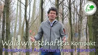 Waldwirtschaften Kompakt - Praxisbeispiel Aufforstung NASSER STANDORT