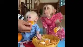The food Monkey Kaka is eating was brought by her dad, otherwise she would be hungry#MonkeyKaka#Cut