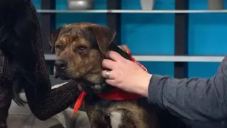 KPRC 2 Pet Project: Meet Degrassi!