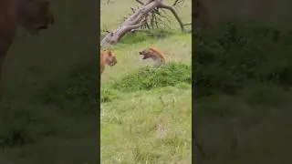 The Ultimate Lion Fight: King of the Jungle Clash @NatGeo @animalplanet #nature #animals