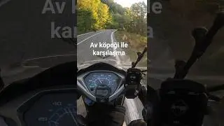 Yolunu kaybetmiş bir av k&ouml;peği #hondaactiva125 #motovlo #motorcycle #motovlog #av