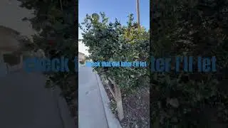 Manhattan Beach CA Tye Strand and the &ldquo;grateful&rdquo; tree #manhattanbeach #thestrand #losangeles