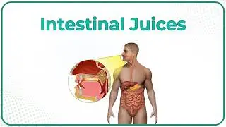 Intestinal juice physiology : Composition, Secretion and Regulation : USMLE Step 1