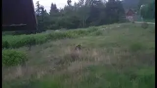 Brown bear --Teddy bear