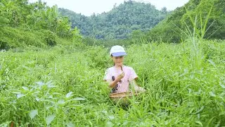 Harvesting Red Chili Peppers &ndash; Little Sister Helps Today & Go to Market Sell | Hana Farm Bushcraft