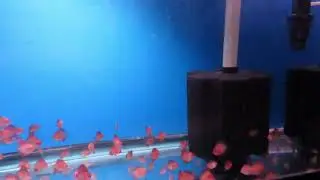 Discus fry 30 days old free swimming.