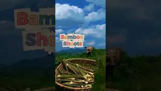 A Day Foraging Bamboo Shoots for a Forest Feast #farm #harvest #cooking #survival
