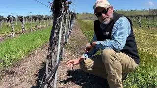 In the Vineyard: Grafting Vines