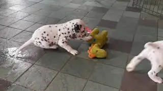 Dalmatien de Passion des chiens