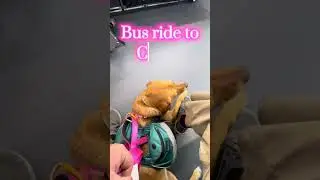 Sam goes to the vet