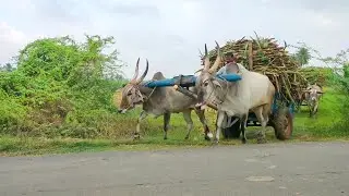 Bullockcart fully load mud || Bull cart videos