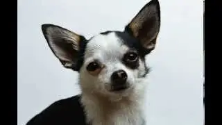 xxs Dog Clothes