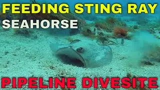 SPRING TIME SCUBA DIVING PIPELINE NELSON BAY