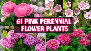 61 Pink Perennial Flower Plants | Pink Flowering Plants and Identification | Plant and Planting