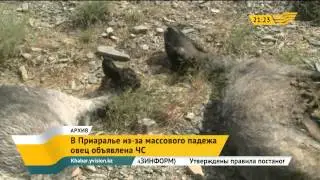 В Приаралье из-за массового падежа овец объявлен режим ЧС