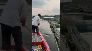 OMBAK IKAN NYA SEBESAR INI KALO DAPAT PASTI BESAR‼️ JAPAN FISHING TOMAN‼️